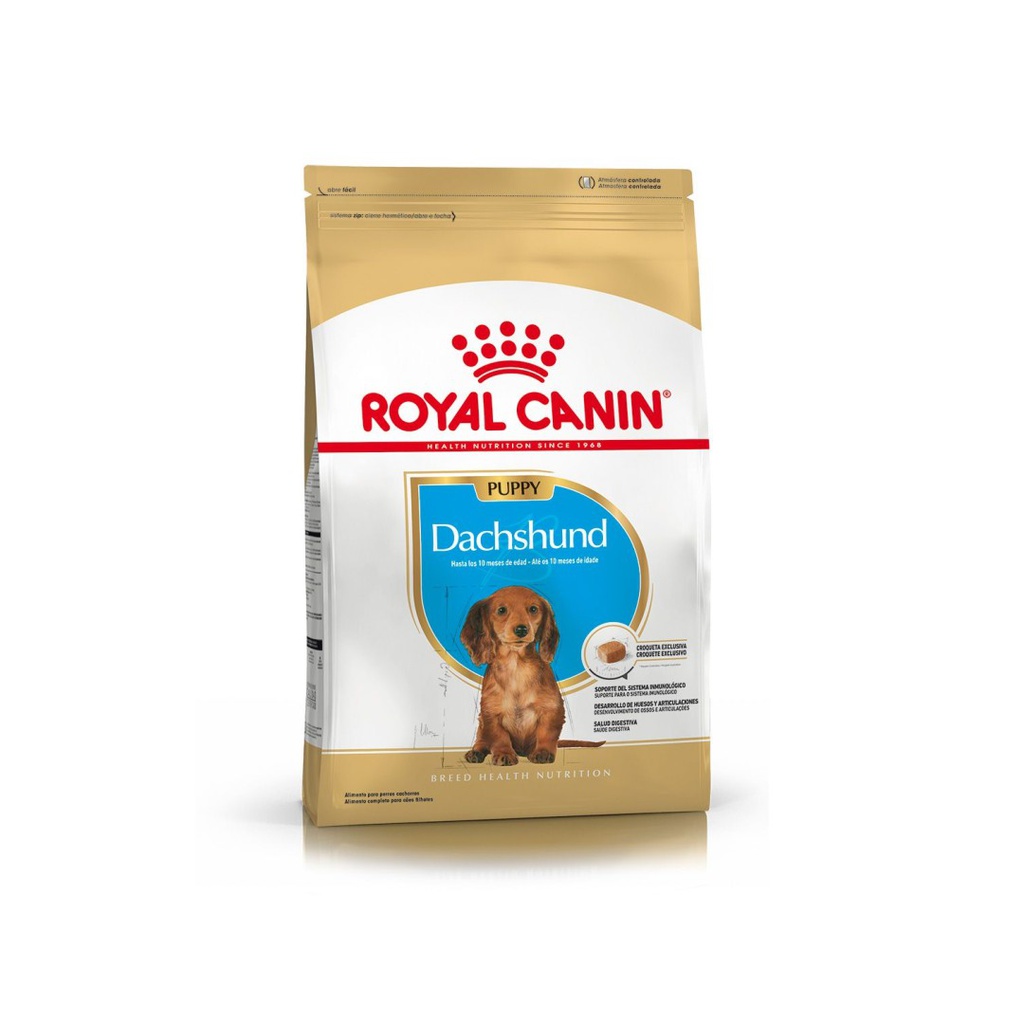 Royal Dachshund Puppy 3kg